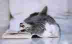 《猫》演讲稿通用6篇
