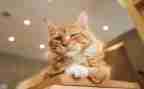 大班音乐小老鼠画猫教案6篇