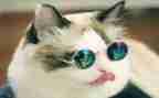 《猫王》读后感6篇