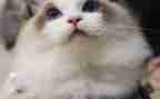 小班教案咪咪猫教案5篇