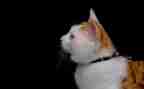 小班《猫捉老鼠》教案8篇