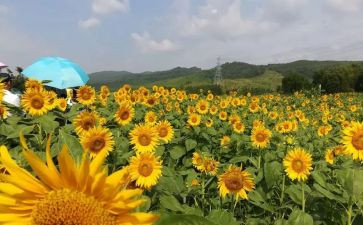 小班美术课教学计划通用5篇