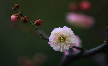 读了梅花魂的读后感模板5篇