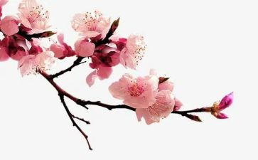 梅花魂的读后感模板6篇