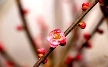 描写梅花的作文400字作文8篇