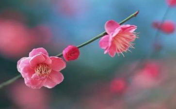 作文吧我爱梅花作文模板8篇