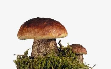 小蘑菇的教案优秀7篇
