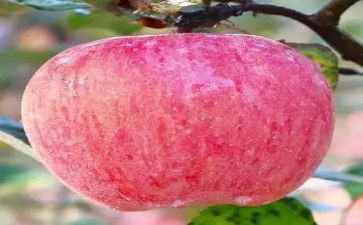 小小班大苹果教案通用6篇