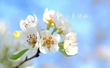 教师三月的工作总结简短范文6篇