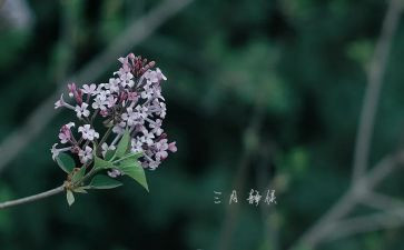 幼儿园大班三月计划5篇