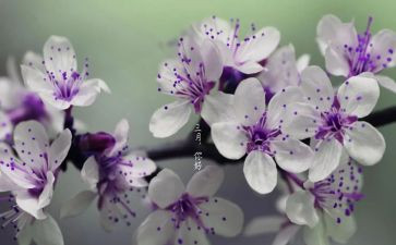 中班三月工作计划6篇