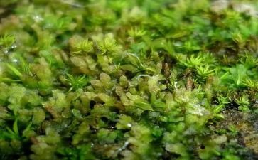 苔的读后感作文300字模板8篇