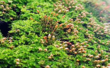 苔的读后感作文300字推荐6篇