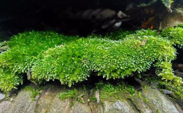 苔的读后感500字8篇