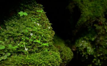 苔的读后感500字模板7篇