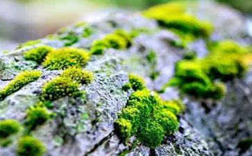 苔的读后感作文300字8篇