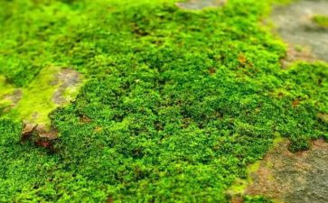 苔的读后感500字精选7篇