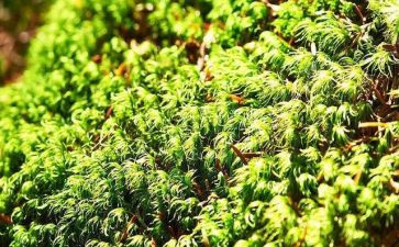 苔古诗教案优质7篇
