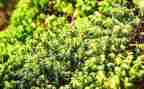 苔古诗教案优质7篇