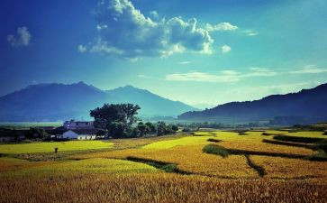 乡村田园类作文8篇