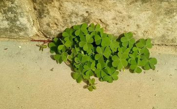 顽强作文400字5篇