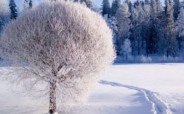 雪国读后感通用6篇