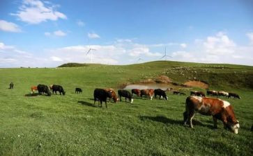 畜牧站实习总结8篇
