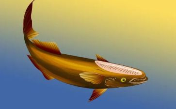 鱼的采购合同模板7篇