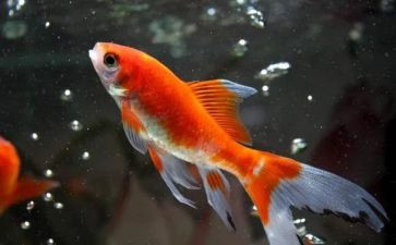 鱼的采购合同精选7篇