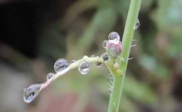 音乐下雨了教案5篇