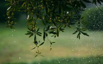 英雄雨来的演讲稿8篇