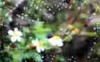 春天雨作文500字作文推荐5篇