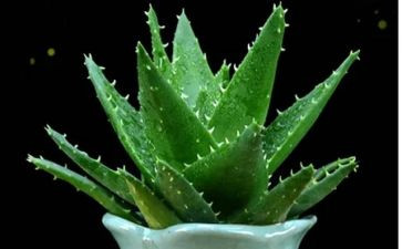 植物小作文7篇
