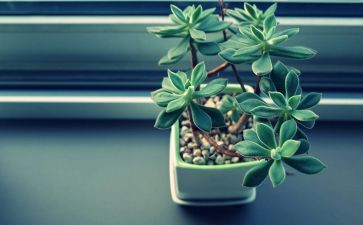 植物小作文优质5篇