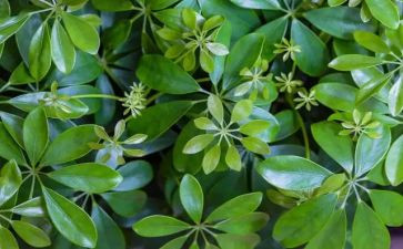 植物小作文模板5篇
