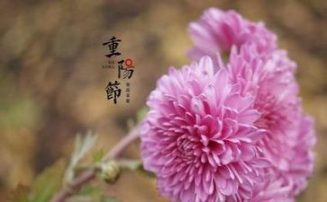 幼儿小班重阳节的教案7篇