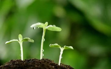 种子的梦作文800字最新8篇
