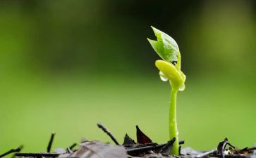 小班小种子教案8篇
