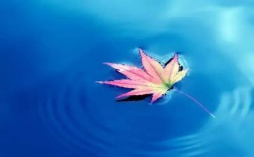 自然日活动方案6篇